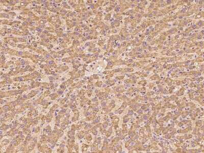 Immunohistochemistry-Paraffin: GRIM19 Antibody [NBP2-98488] - Immunochemical staining of human GRIM19 in human liver with rabbit polyclonal antibody at 1:100 dilution, formalin-fixed paraffin embedded sections.