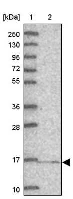 Western Blot: GRIM19 Antibody [NBP1-90050] - Lane 1: Marker  [kDa] 250, 130, 95, 72, 55, 36, 28, 17, 10.  Lane 2: Human cell line RT-4