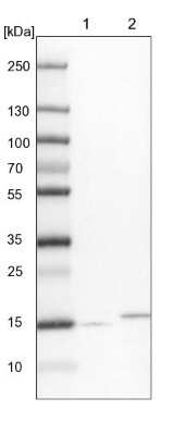 Western Blot: GRIM19 Antibody [NBP1-90050] - Lane 1: NIH-3T3 cell lysate (Mouse embryonic fibroblast cells). Lane 2: NBT-II cell lysate (Rat Wistar bladder tumor cells).