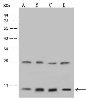 Western Blot: GRIM19 Antibody [NBP2-98488] - Anti-GRIM19 rabbit polyclonal antibody at 1:500 dilution. Lane A: MCF7 Whole Cell Lysate. Lane B: K562 Whole Cell Lysate. Lane C: 293T Whole Cell Lysate. Lane D: U-251 MG Whole Cell Lysate. Lysates/proteins at 30 ug per lane. Secondary Goat Anti-Rabbit IgG (H+L)/HRP at 1/10000 dilution. Developed using the ECL technique. Performed under reducing conditions. Predicted band size: 17 kDa. Observed band size: 16 kDa (We are unsure as to the identity of these extra bands).