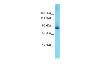 Western Blot: GRIP2 Antibody [NBP3-09435] - Western blot analysis of GRIP2 in Mouse Liver lysates. Antibody dilution at 1.0ug/ml