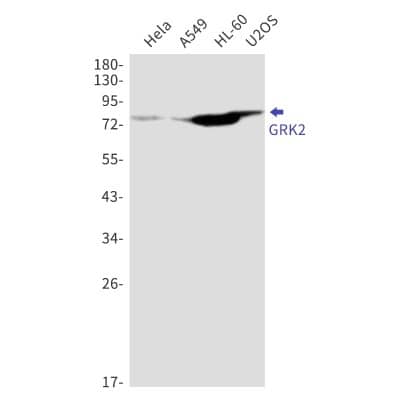 Western Blot: GRK2 Antibody (S01-6I5) [NBP3-20067] - Western blot detection of GRK2 in Hela, A549, HL-60, U2OS cell lysates using NBP3-20067 (1:1000 diluted). Predicted band size: 80kDa. Observed band size: 80kDa.