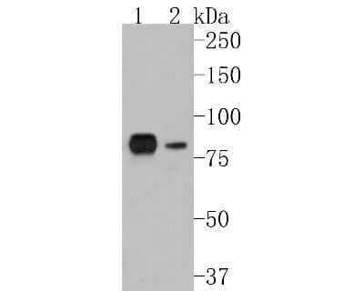 Western Blot: GRK2 Antibody (ST05-60) [NBP2-67542] - Western blot analysis of GRK2 on different lysates. Proteins were transferred to a PVDF membrane and blocked with 5% BSA in PBS for 1 hour at room temperature. The primary antibody (1/500) was used in 5% BSA at room temperature for 2 hours. Goat Anti-Rabb