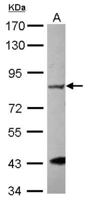Western Blot: GRK2 Antibody [NBP1-31978] - Sample (30 ug of whole cell lysate) A: MCF-7 7.5% SDS PAGE; antibody diluted at 1:1000.