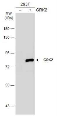Western Blot: GRK2 Antibody [NBP1-31978] - Non-transfected (-) and transfected (+) 293T whole cell extracts (30 ug) were separated by 7.5% SDS-PAGE, and the membrane was blotted with GRK2 antibody [N1C1] diluted at 1:1000. The HRP-conjugated anti-rabbit IgG antibody was used to detected the primary antibody.
