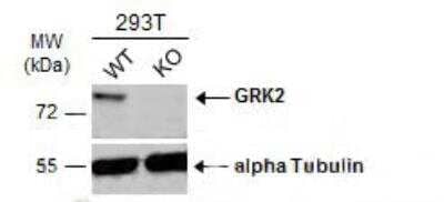 Western Blot: GRK2 Antibody [NBP1-31978] - Wild-type (WT) and GRK2 knockout (KO) 293T cell extracts (30 ug) were separated by 7.5% SDS-PAGE, and the membrane was blotted with GRK2 antibody diluted at 1:1000. HRP-conjugated anti-rabbit IgG antibody was used to detect the primary antibody.