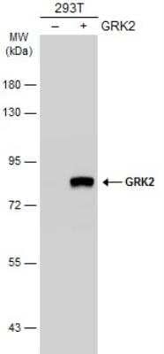 Western Blot: GRK2 Antibody [NBP1-32534] - Non-transfected (-) and transfected (+) 293T whole cell extracts (30 ug) were separated by 7.5% SDS-PAGE, and the membrane was blotted with GRK2 antibody  diluted at 1:1000. The HRP-conjugated anti-rabbit IgG antibody (NBP2-19301) was used to detect the primary antibody.