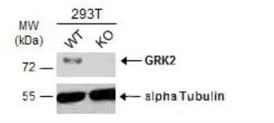 Western Blot: GRK2 Antibody [NBP1-32534] - Wild-type (WT) and GRK2 knockout (KO) 293T cell extracts (30 ug) were separated by 7.5% SDS-PAGE, and the membrane was blotted with GRK2 antibody diluted at 1:1000. HRP-conjugated anti-rabbit IgG antibody was used to detect the primary antibody.