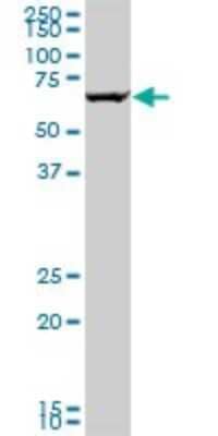 Western Blot: GRK6 Antibody (2C3) [H00002870-M05] - Analysis of GRK6 expression in HeLa (Cat # L013V1).