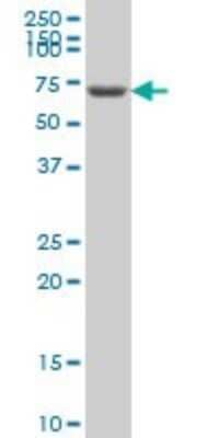 Western Blot: GRK6 Antibody (2C3) [H00002870-M05] - Analysis of GRK6 expression in Jurkat (Cat # L017V1).