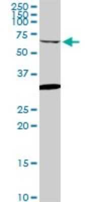 Western Blot: GRK6 Antibody (2G1) [H00002870-M06] - Analysis of GRK6 expression in PC-12 (Cat # L012V1).
