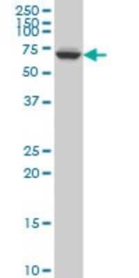 Western Blot: GRK6 Antibody (2G1) [H00002870-M06] - Analysis of GRK6 expression in Jurkat (Cat # L017V1).