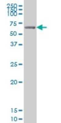 Western Blot: GRK6 Antibody (8B7) [H00002870-M07] - Analysis of GRK6 expression in A-431 (Cat # L015V1).