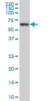 Western Blot GRK6 Antibody (8D9) - Azide and BSA Free