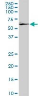 Western Blot GRK6 Antibody (8D9) - Azide and BSA Free