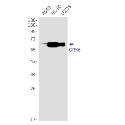 Western Blot: GRK6 Antibody (S07-3E4) [NBP3-19869] - Western blot detection of GRK6 in A549, HL-60, U2OS cell lysates using NBP3-19869 (1:1000 diluted). Predicted band size: 66kDa. Observed band size: 66kDa.