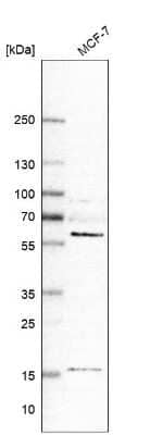 Western Blot GRK6 Antibody - BSA Free