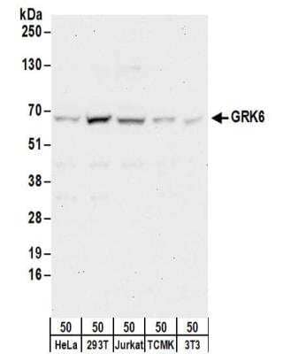 Western Blot: GRK6 Antibody [NBP2-32197] - Samples:  Whole cell lysate (50 ug) from HeLa, 293T, Jurkat, mouse TCMK-1, and mouse NIH3T3 cells.  Antibodies:  Affinity purified rabbit anti-GRK6 antibody NBP2-32197 used for WB at 0.1 ug/ml.  Detection: Chemiluminescence with an exposure time of 30 seconds.