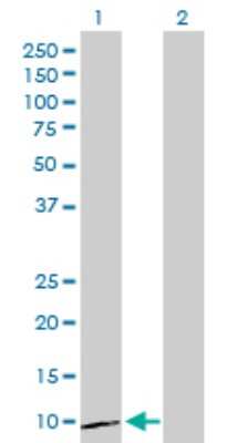 Western Blot: GRO alpha Antibody [H00002919-D01P] - Analysis of CXCL1 expression in transfected 293T cell line by CXCL1 polyclonal antibody.Lane 1: CXCL1 transfected lysate(11.30 KDa).Lane 2: Non-transfected lysate.