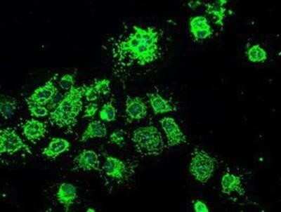 Immunocytochemistry/Immunofluorescence: GRP75/HSPA9B/Mortalin Antibody (OTI9F8) - Azide and BSA Free [NBP2-70963] - Staining of COS7 cells transiently transfected by pCMV6-ENTRY  GRP75/HSPA9B/Mortalin.