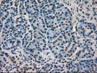 Immunohistochemistry: GRP75/HSPA9B/Mortalin Antibody (OTI9F8) - Azide and BSA Free [NBP2-70963] - Staining of paraffin-embedded Human pancreas tissue using anti-GRP75/HSPA9B/Mortalin mouse monoclonal antibody.