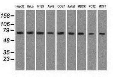 Western Blot: GRP75/HSPA9B/Mortalin Antibody (OTI9F8) - Azide and BSA Free [NBP2-70963] - Analysis of extracts from 9 different cell lines:  (HepG2: human; HeLa: human; SVT2: mouse; A549: human; COS7: monkey; Jurkat: human; MDCK: canine; PC12: rat; MCF7: human).