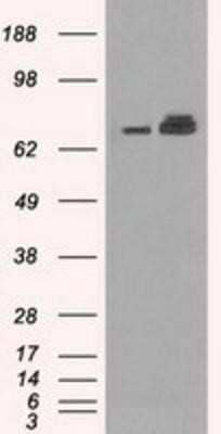 Western Blot: GRP75/HSPA9B/Mortalin Antibody (OTI9F8) - Azide and BSA Free [NBP2-70963] - HEK293T cells were transfected with the pCMV6-ENTRY control (Left lane) or pCMV6-ENTRY GRP75/HSPA9B/Mortalin (Right lane) cDNA for 48 hrs and lysed. Equivalent amounts of cell lysates (5 ug per lane) were separated by SDS-PAGE and immunoblotted with anti