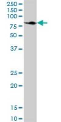Western Blot: GRP75/HSPA9B/Mortalin Antibody [H00003313-B01P] - Analysis of HSPA9B expression in human kidney.