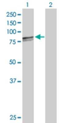 Western Blot: GRP75/HSPA9B/Mortalin Antibody [H00003313-D01P] - Western Blot analysis of HSPA9 expression in transfected 293T cell line by HSPA9 MaxPab rabbit polyclonal antibody. Lane 1: HSPA9 transfected lysate (73.70 KDa). Lane 2: Non-transfected lysate.