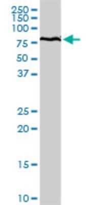 Western Blot: GRP75/HSPA9B/Mortalin Antibody [H00003313-D01P] - HSPA9 MaxPab rabbit polyclonal antibody. Western Blot analysis of HSPA9 expression in human kidney.