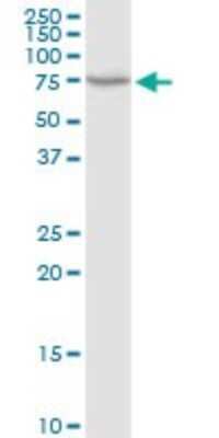 Western Blot: GRP75/HSPA9B/Mortalin Antibody [H00003313-D01P] - Analysis of HSPA9 expression in HeLa.
