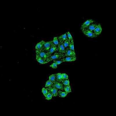 Immunocytochemistry/Immunofluorescence: GRP78/HSPA5 Antibody (6H4-2G7) [NBP2-12889] - Tissue: Cervical Cancer cell line (HeLa). Species: Human. Fixation: 4% Formaldehyde for 15 min at RT. Primary Antibody: Mouse Anti-GRP78 Monoclonal Antibody at 1:100 for 60 min at RT. Secondary Antibody: Goat Anti-Mouse ATTO 488 at 1:100 for 60 min at RT. Counterstain: DAPI (blue) nuclear stain at 1:5000 for 5 min RT. Localization: Endoplasmic Reticulum, Endoplasmic Reticulum Lumen. Magnification: 60X.