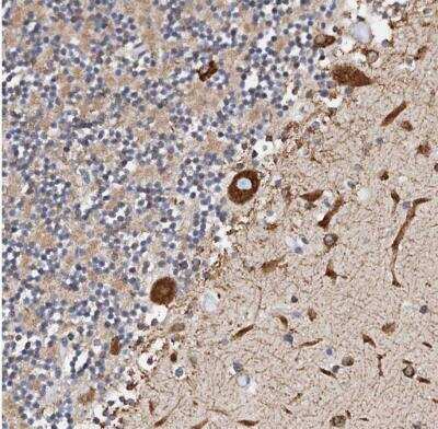 Immunohistochemistry-Paraffin: GRP78/HSPA5 Antibody [NBP1-89968] - Staining of human cerebellum shows strong cytoplasmic positivity in purkinje cells.