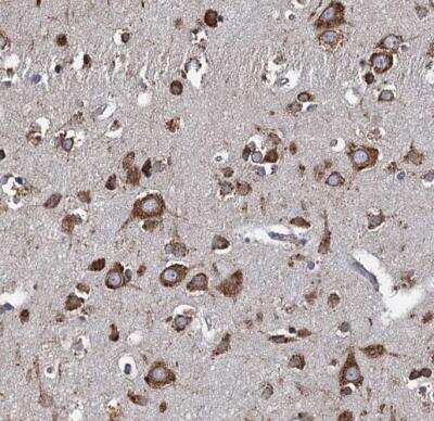 Immunohistochemistry-Paraffin: GRP78/HSPA5 Antibody [NBP1-89968] - Staining of human cerebral cortex shows strong cytoplasmic positivity in neurons.
