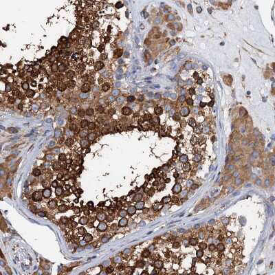 <b>Independent Antibodies Validation. </b>Immunohistochemistry-Paraffin: GRP78/HSPA5 Antibody [NBP1-89968] - Staining of human testis shows moderate to strong cytoplasmic positivity in cells in seminiferous ducts.