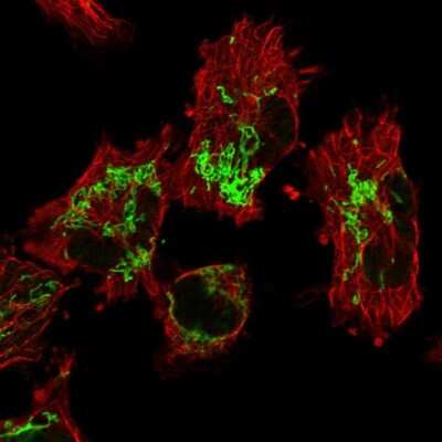 Immunocytochemistry/Immunofluorescence: GRPEL1 Antibody [NBP1-83557] - Immunofluorescent staining of human cell line U-251 MG shows localization to mitochondria. Antibody staining is shown in green.