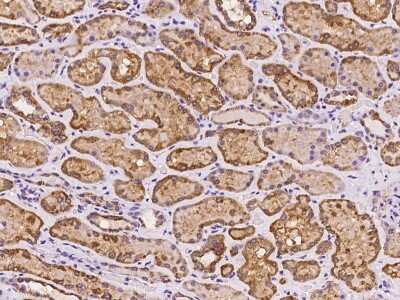 Immunohistochemistry-Paraffin: GRPEL1 Antibody [NBP2-97221] - Immunochemical staining of human GRPEL1 in human kidney with rabbit polyclonal antibody at 1:500 dilution, formalin-fixed paraffin embedded sections.
