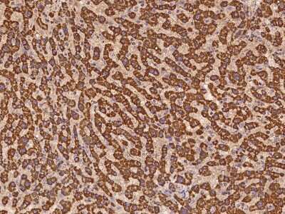 Immunohistochemistry-Paraffin: GRPEL1 Antibody [NBP2-97221] - Immunochemical staining of human GRPEL1 in human liver with rabbit polyclonal antibody at 1:500 dilution, formalin-fixed paraffin embedded sections.