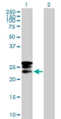 Western Blot: GRPEL1 Antibody [H00080273-B01P] - Analysis of GRPEL1 expression in transfected 293T cell line by GRPEL1 MaxPab polyclonal antibody. Lane 1: GRPEL1 transfected lysate (23.87 KDa). Lane 2: Non-transfected lysate.