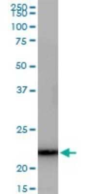 Western Blot: GRPEL1 Antibody [H00080273-B01P] - Analysis of GRPEL1 expression in Raw 264.7.
