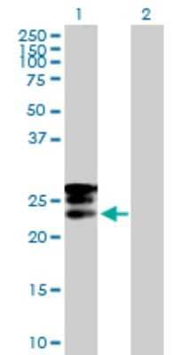 Western Blot: GRPEL1 Antibody [H00080273-B01P] - Analysis of GRPEL1 expression in transfected 293T cell line by GRPEL1 polyclonal antibody.  Lane 1: GRPEL1 transfected lysate(23.87 KDa). Lane 2: Non-transfected lysate.