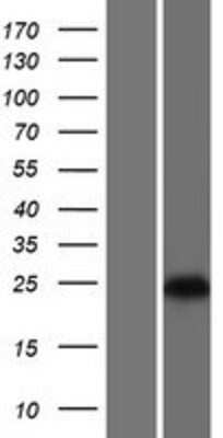 Western Blot: GRPEL1 Overexpression Lysate (Adult Normal) [NBP2-06228] Left-Empty vector transfected control cell lysate (HEK293 cell lysate); Right -Over-expression Lysate for GRPEL1.
