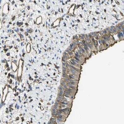 Immunohistochemistry-Paraffin: GRRP1 Antibody [NBP1-94054] - Staining of human nasopharynx shows strong membranous and cytoplasmic positivity in respiratory epithelial cells.