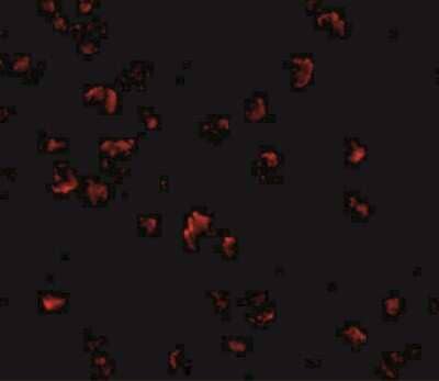 Immunocytochemistry/ Immunofluorescence GRTP1 Antibody - BSA Free