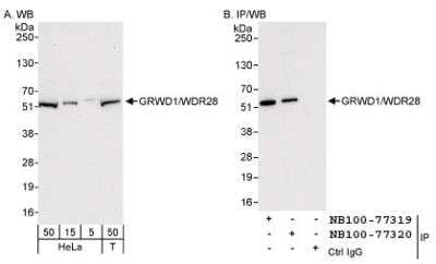 Western Blot: GRWD1 Antibody [NB100-77320] - Detection of Human GRWD1/WDR28 on HeLa whole cell lysate using NB100-77320. GRWD1/WDR28 was also immunoprecipitated by rabbit  anti-GRWD1/WDR28 antibody NB100-77319.