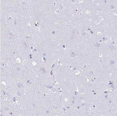 Immunohistochemistry-Paraffin: GRXCR2 Antibody [NBP2-32458] - Staining of human cerebral cortex shows no positivity in neurons as expected.