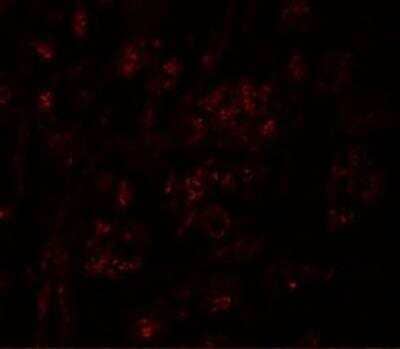 Immunocytochemistry/ Immunofluorescence GSAP Antibody - BSA Free