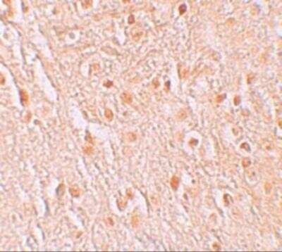 Immunohistochemistry GSAP Antibody - BSA Free