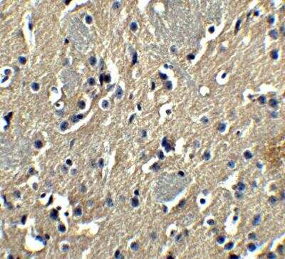 Immunohistochemistry: GSAP Antibody [NBP2-81894] - Analysis of GSAP in mouse brain tissue with GSAP antibody at 5 ug/ml.