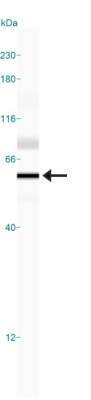 Simple Western: GSAP Antibody [NBP1-78376] - Simple Western lane view shows a specific band for GSAP  in 0.5 mg/ml of HepG2 lysate.  This experiment was performed under reducing conditions using the 12-230 kDa separation system.